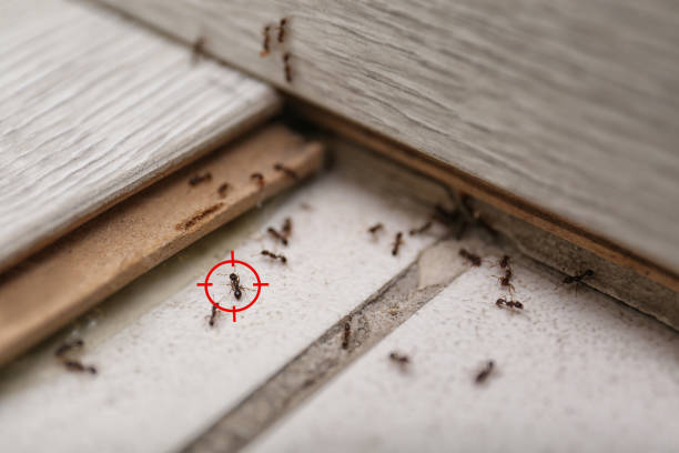 Best Affordable Pest Control Services  in Fairmount, NY