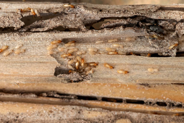 Best Bed Bug Extermination  in Fairmount, NY