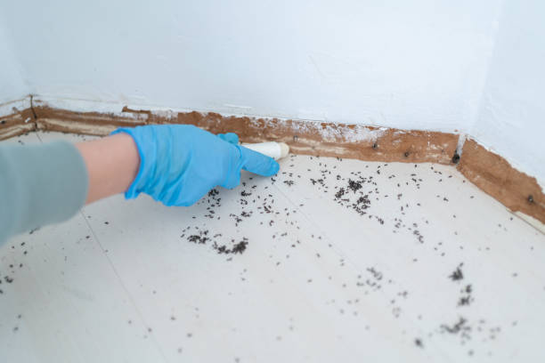 Best Cockroach Control Services  in Fairmount, NY